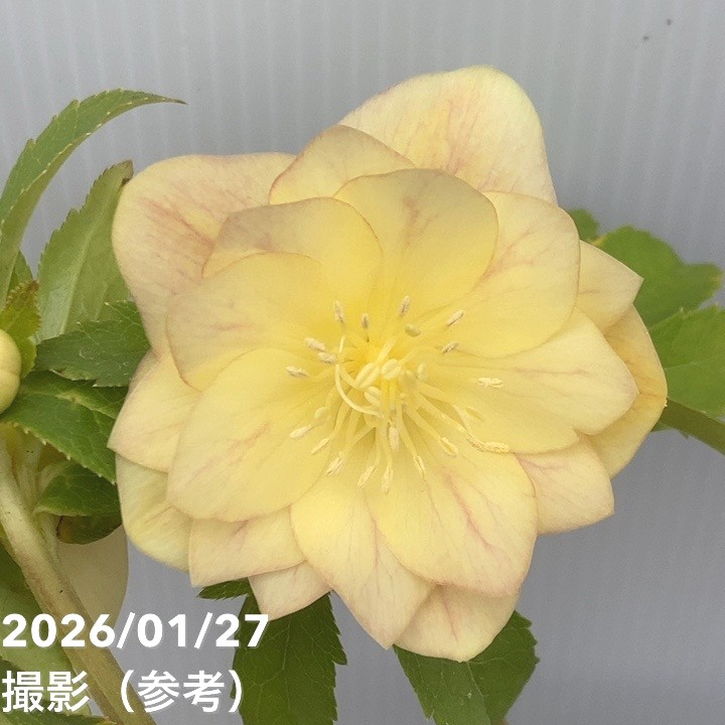 一点物】加藤農園 クリスマスローズ グラデーション系ゴールド