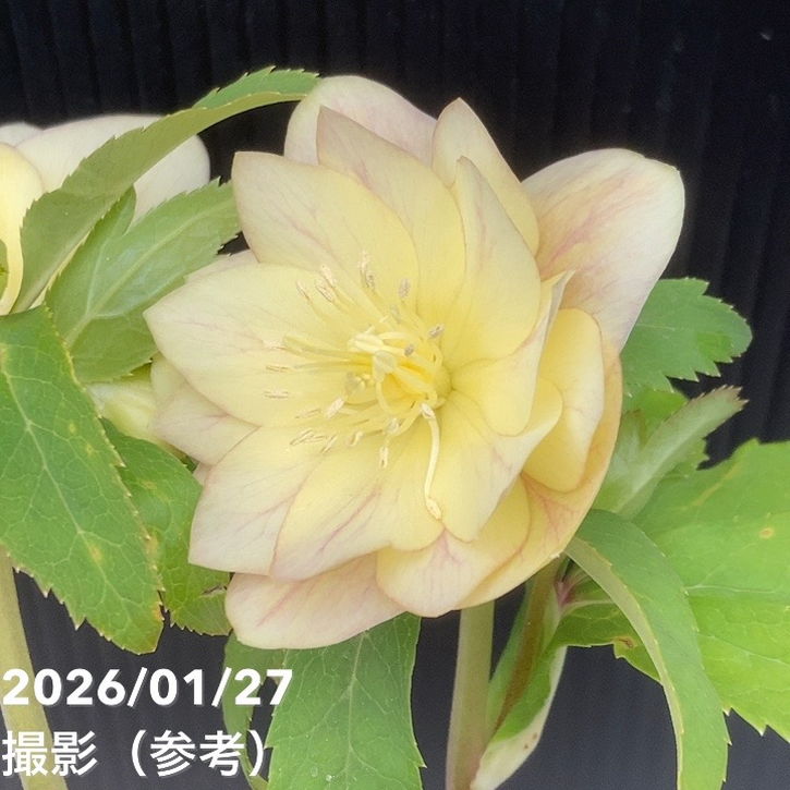 一点物】加藤農園 クリスマスローズ グラデーション系ゴールド