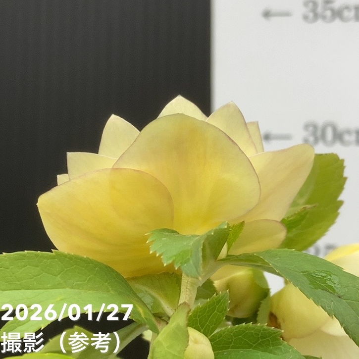 一点物】加藤農園 クリスマスローズ グラデーション系ゴールド