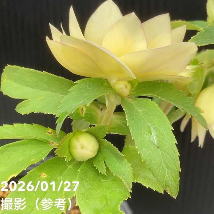 一点物】加藤農園 クリスマスローズ グラデーション系ゴールド