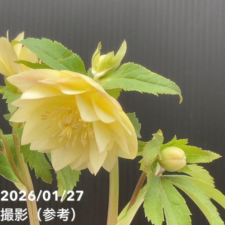 一点物】加藤農園 クリスマスローズ グラデーション系ゴールド