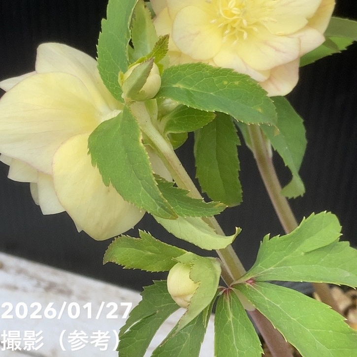 一点物】加藤農園 クリスマスローズ グラデーション系ゴールド