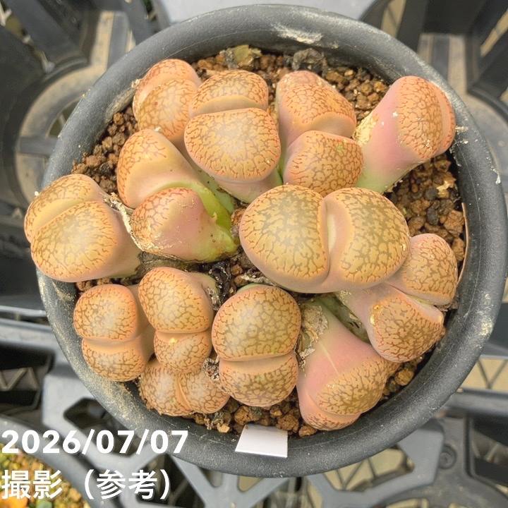 お買い得！】【現品お届け】リトープス 日輪玉 4号（3）｜観葉10-TU