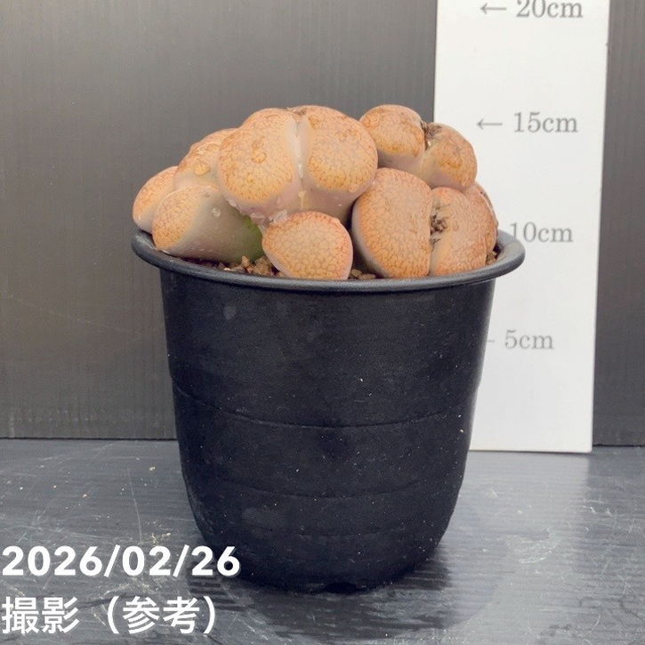 【現品お届け】リトープス 日輪玉 4号(3)|観葉10-TU