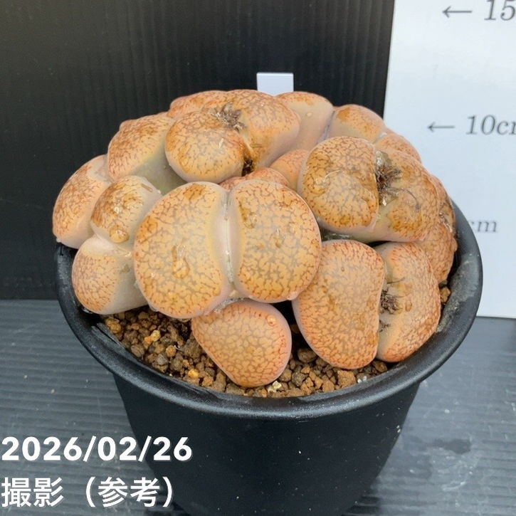 【現品お届け】リトープス 日輪玉 4号(3)|観葉10-TU