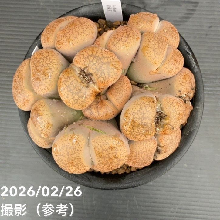 【現品お届け】リトープス 日輪玉 4号(3)|観葉10-TU