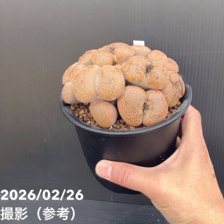 【現品お届け】リトープス 日輪玉 4号(3)|観葉10-TU