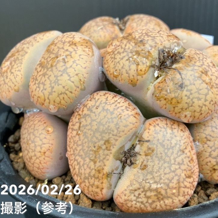 【現品お届け】リトープス 日輪玉 4号(3)|観葉10-TU