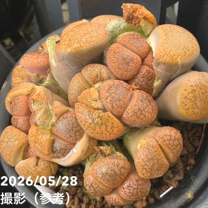 お買い得！】【現品お届け】リトープス 日輪玉 4号（3）｜観葉10-TU