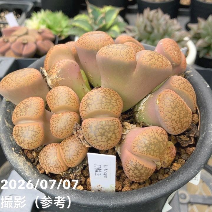 お買い得！】【現品お届け】リトープス 日輪玉 4号（3）｜観葉10-TU