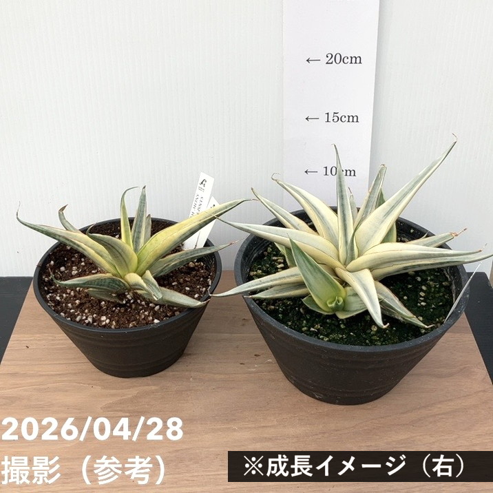 激レア！現品お届け】サンスベリア 5号 スノーホワイト（S256）プラ鉢