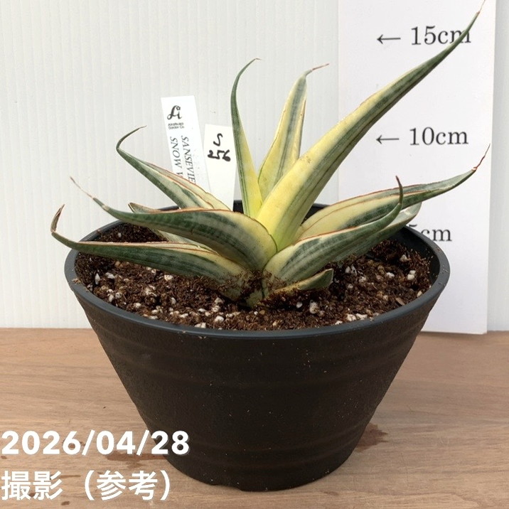 激レア！現品お届け】サンスベリア 5号 スノーホワイト（S256）プラ鉢