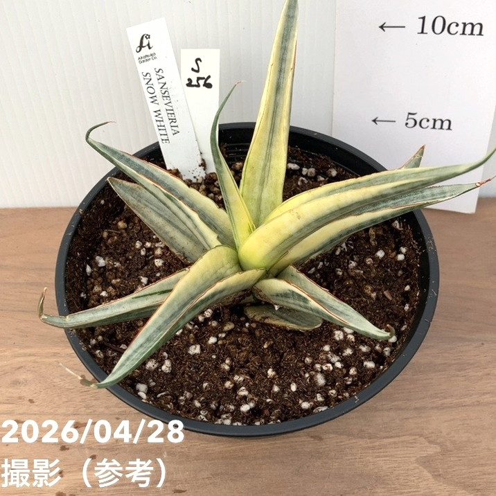 激レア！現品お届け】サンスベリア 5号 スノーホワイト（S256）プラ鉢