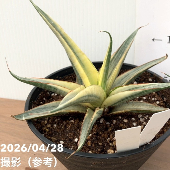 激レア！現品お届け】サンスベリア 5号 スノーホワイト（S256）プラ鉢