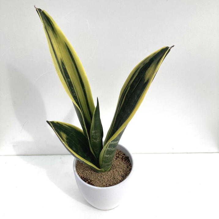 期間限定10％OFF！】サンスベリア 4号 ゴールデンフレーム 白陶器鉢