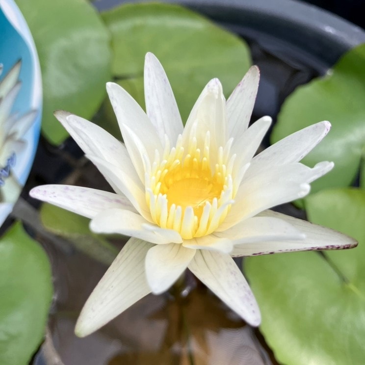 スイレン　スワンナ　球根　睡蓮苗　熱帯スイレン　ビオトープ　鉢花　開花サイズ Amazon.co.jp: 熱帯スイレン 球根 3球セット 2色（白系/紫系