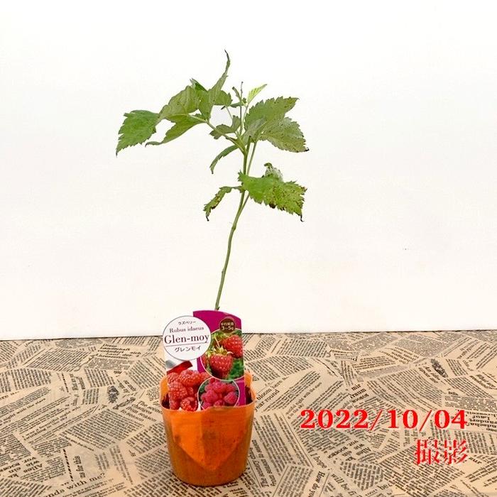 ラズベリー グレンモイ 3号×2鉢セット|果樹04-PA