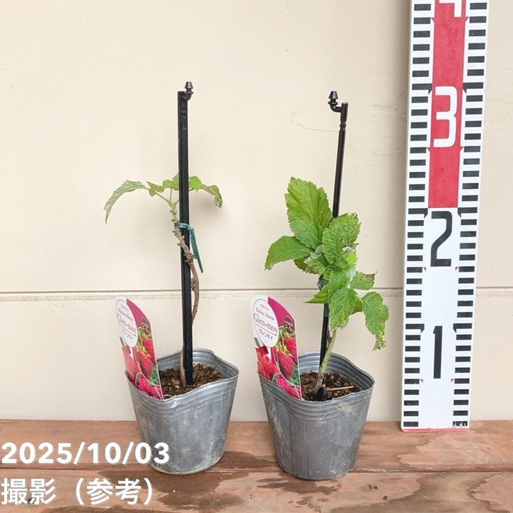 ラズベリー グレンモイ 3号×2鉢セット|果樹04-PA