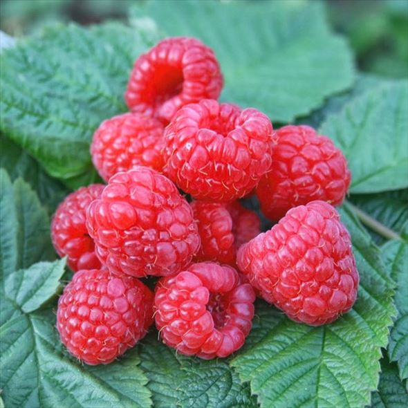 ラズベリー グレンモイ 3号×2鉢セット|果樹04-PA