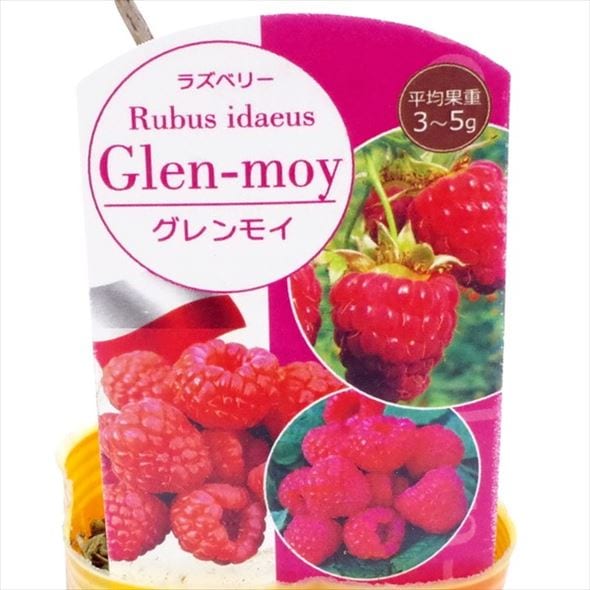 ラズベリー グレンモイ 3号×2鉢セット|果樹04-PA