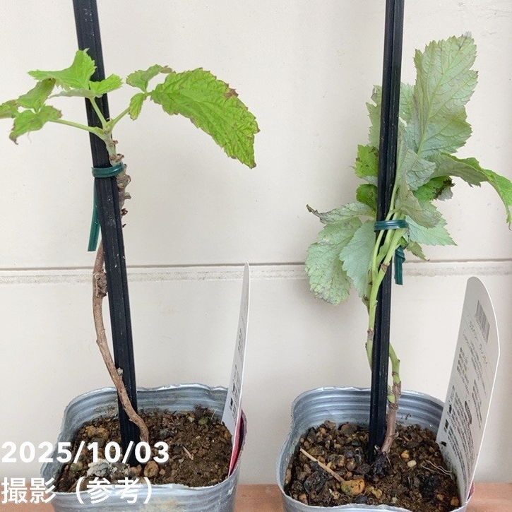 ラズベリー グレンモイ 3号×2鉢セット｜果樹04-PA | 果樹,ラズベリー