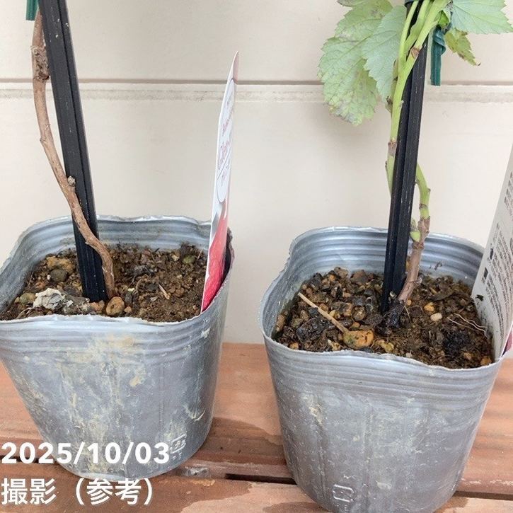 ラズベリー グレンモイ 3号×2鉢セット｜果樹04-PA | 果樹,ラズベリー