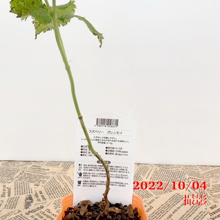 ラズベリー グレンモイ 3号×2鉢セット｜果樹04-PA | 果樹,ラズベリー