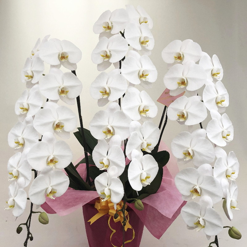 胡蝶蘭の生産では日本一 大輪系コチョウラン 白 42輪タイプ 送料込 産地直送商品 産直 フラワギフトの最高峰 胡蝶蘭 こちょうらん 赤塚植物園オンライン フラワーショップ 花の音