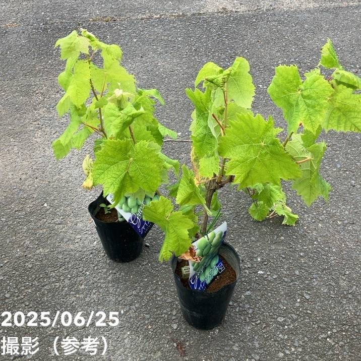 ブドウ シャインマスカット 5号 PVP｜果樹04-PA | 果樹,ブドウ | 赤塚