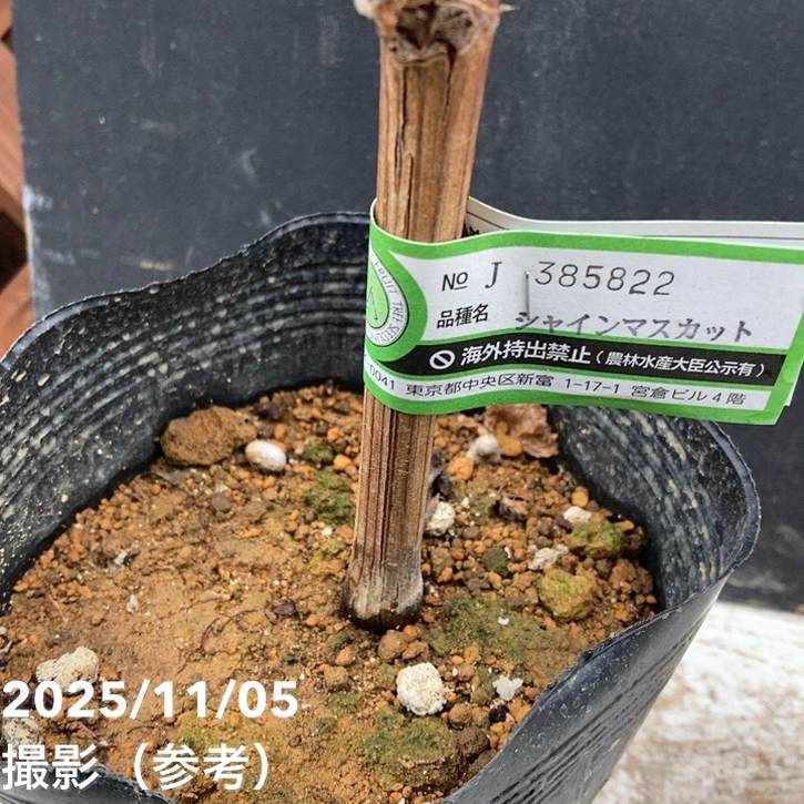 ブドウ シャインマスカット 5号 PVP｜果樹04-PA | 果樹,ブドウ | 赤塚