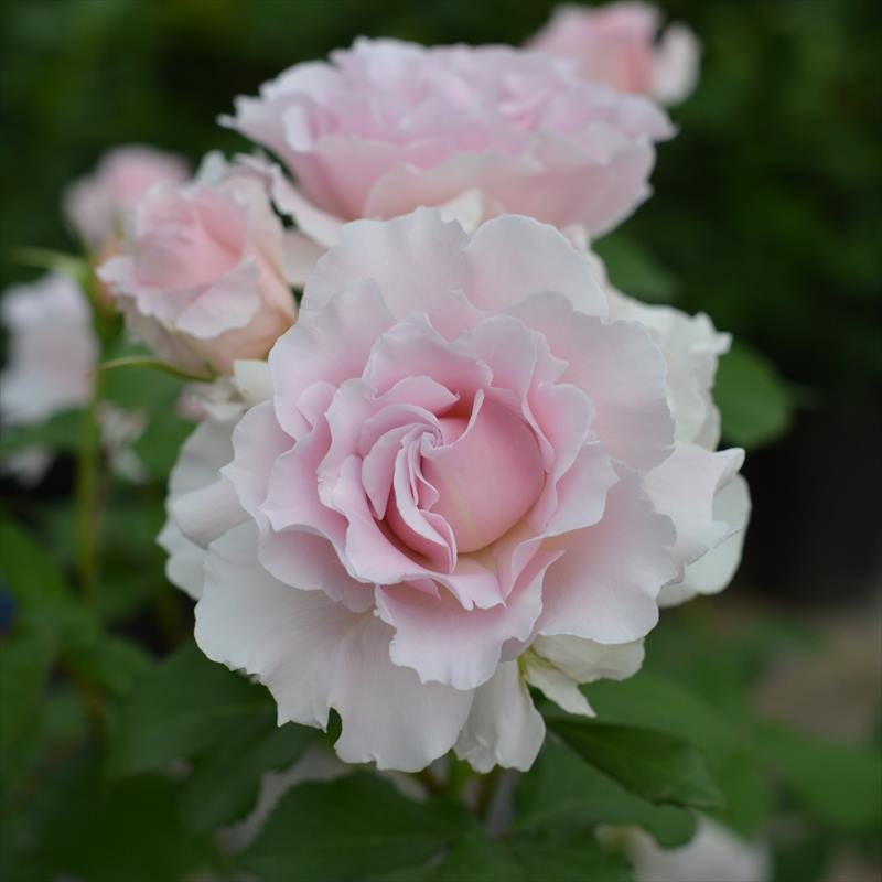 ☆ 河本バラ園 バラ大苗【ラ メール】☆