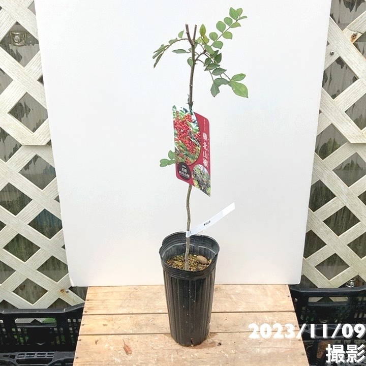 華北山椒 4号ロング｜果樹04-PA | 果樹,[珍しい果樹] | 赤塚植物園