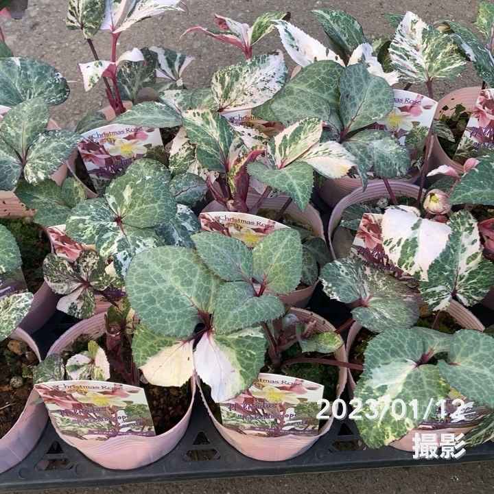 カラーリーフクリスマスローズ 3.5号 カレードスコープサンゴ 松村