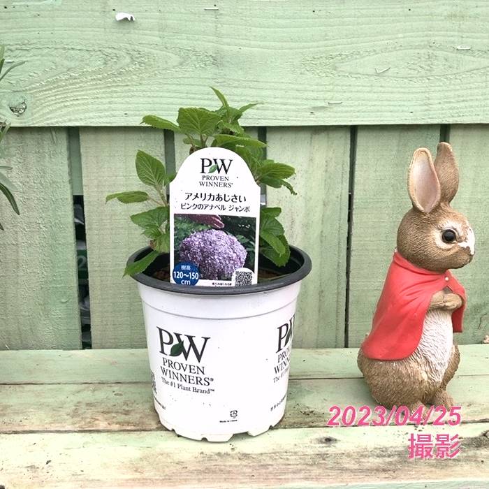 アメリカあじさい ピンクのアナベル ジャンボ 5号 PVP｜花木04-PA