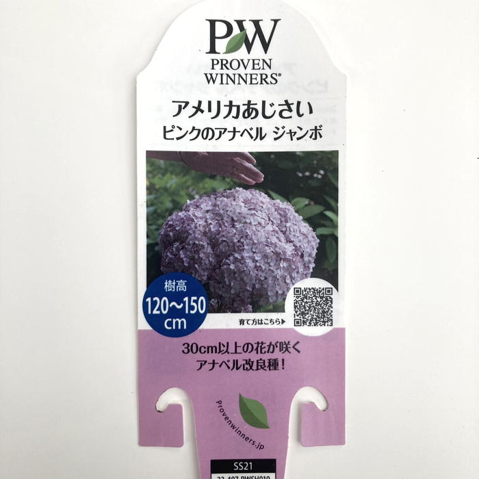 アメリカあじさい ピンクのアナベル ジャンボ 5号 PVP｜花木04-PA
