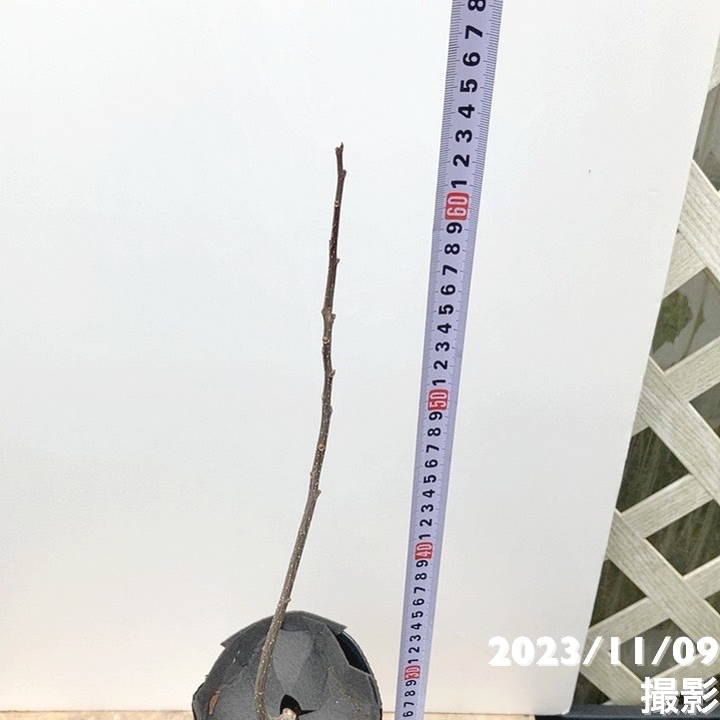 山椒の木 朝倉山椒 4号｜果樹04-PA : 赤塚植物園ヤフー店 - 通販 - Yahoo