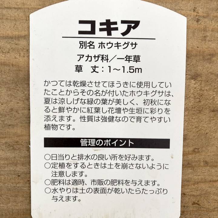 コキア 5号 2鉢セット｜草花10-TU | 草花 | 赤塚植物園オンライン 花の 