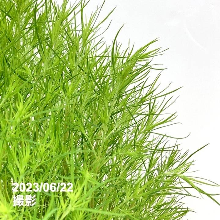 コキア 5号 2鉢セット｜草花10-TU | 草花 | 赤塚植物園