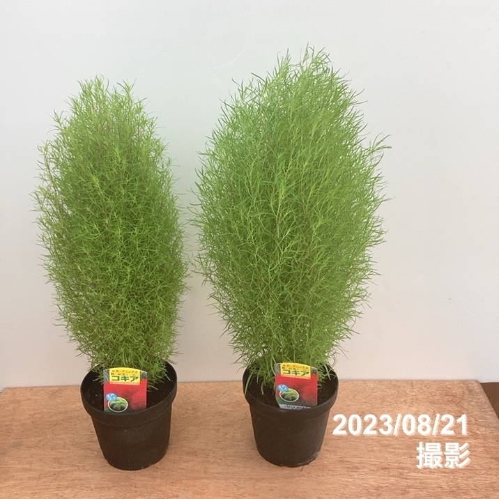 コキア 5号 2鉢セット｜草花10-TU | 草花 | 赤塚植物園オンライン 花の