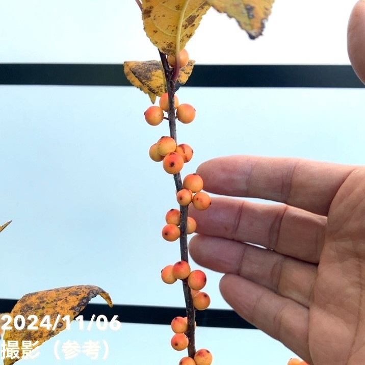 ウィンターベリー ウィンターゴールド 雌株 5号｜花木01-D1 | 花木