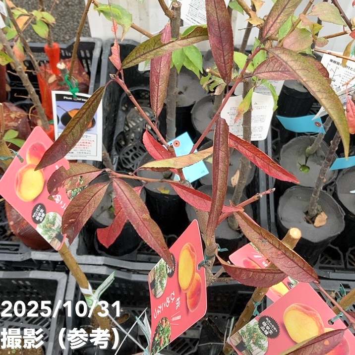 桃 ひめこなつ 4号ロングポット PVP｜果樹04-PA | 果樹,モモ | 赤塚