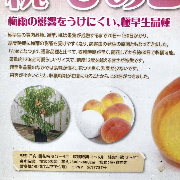 はつひめ 桃 摘果桃 10kg 楽天市場】桃 苗木 【ひめこなつ】 1年生接木苗 登録品種・品種