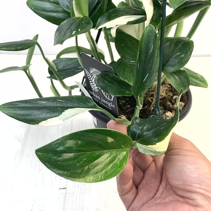 現品お届け】モンステラ スタンデリアナ バリエガータ Monstera