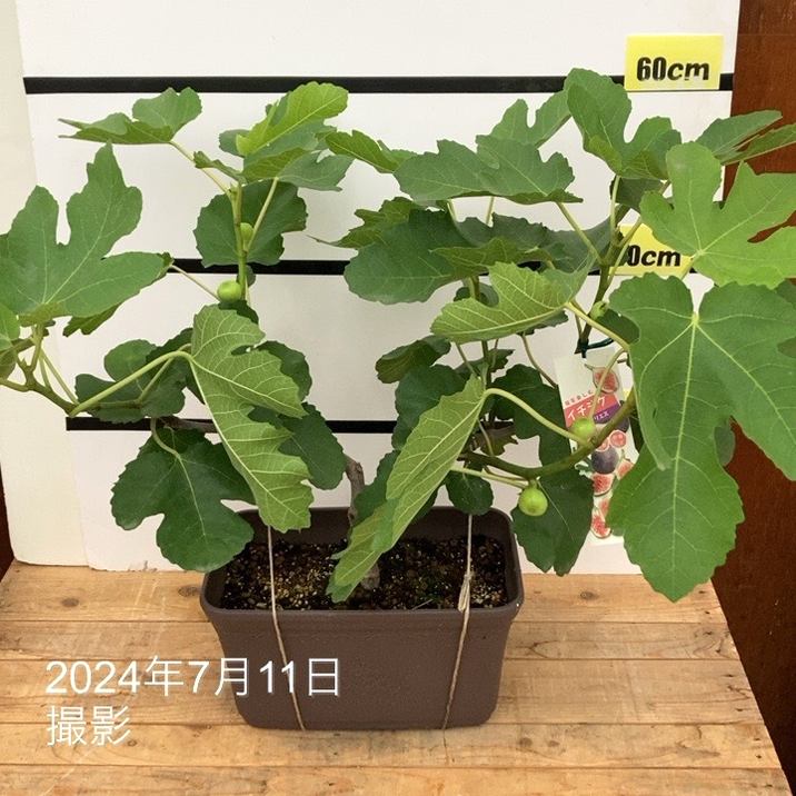 イチジク苗　実付き いちじく ビオレソリエス イチジク苗 実付き 充実株 イシヅキ農園さん