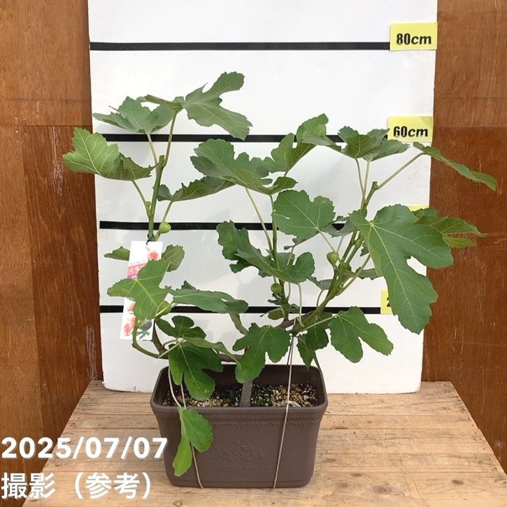 愛音 イチジク苗木￼ 3本￼ 愛音 イチジク苗木￼ 3本￼ 愛音 イチジク