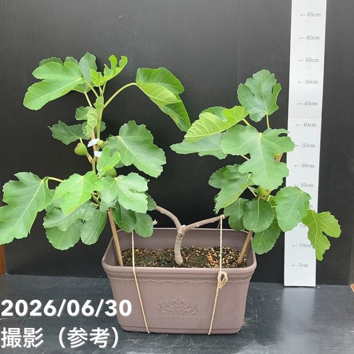 充実株 イシヅキ農園さん イチジク ビオレソリエス 一文字仕立て