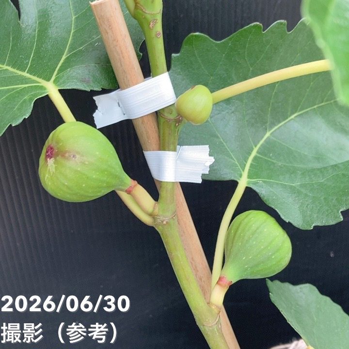 予約】充実株 イシヅキ農園さん イチジク ビオレソリエス 一文字仕立て