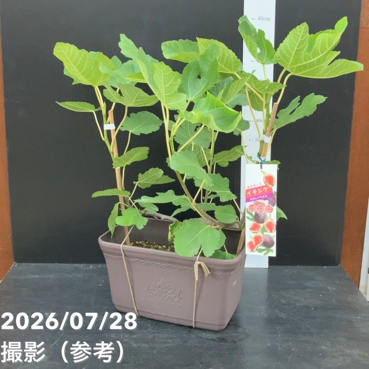 決算P5倍！10%OFF！8/2まで】充実株 イシヅキ農園さん イチジク