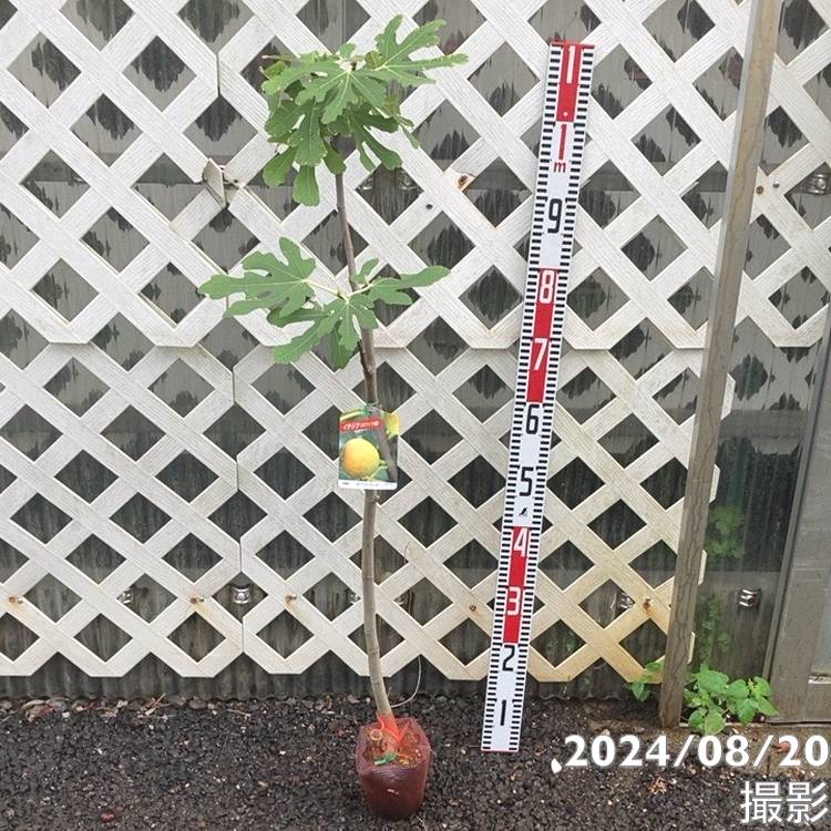 イチジク ホワイトゼノア 4号 1年生｜果樹04-PA | 果樹,イチジク