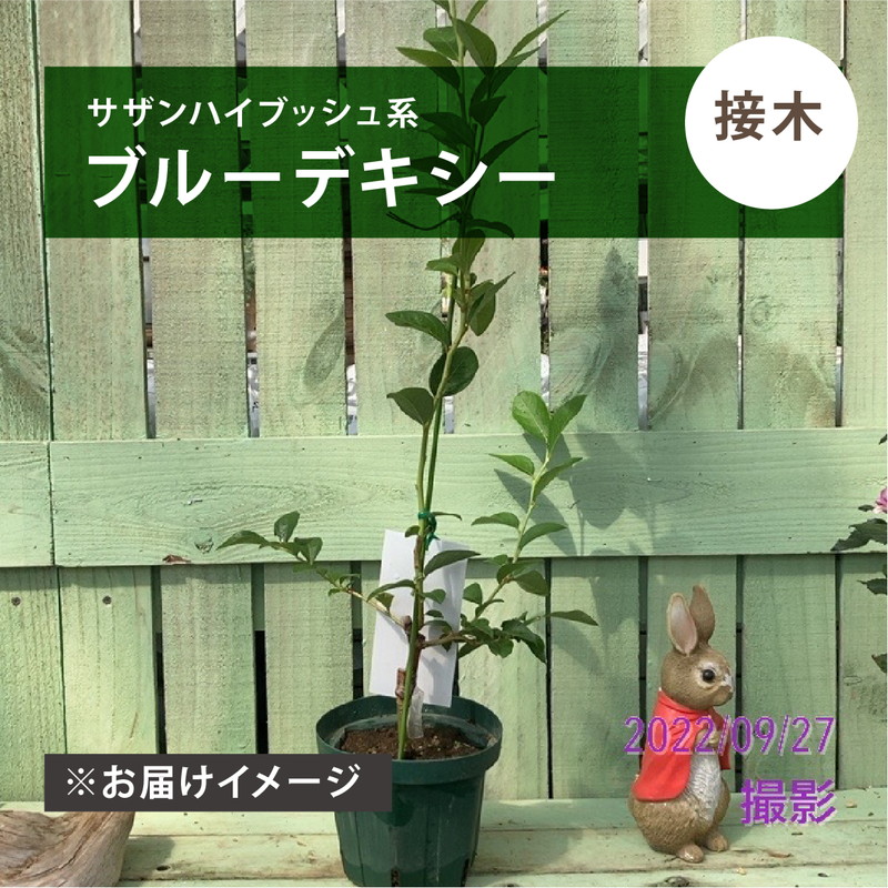 ブルーベリー サザンハイブッシュ系 ブルーデキシー（接木苗）4.5～5号